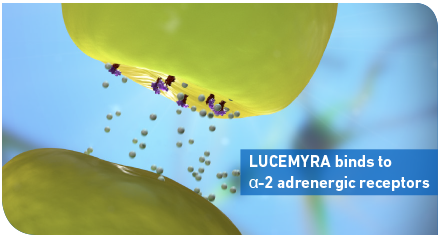 LUCEMYRA binds to alpha-2 adrenergic receptors in the brain